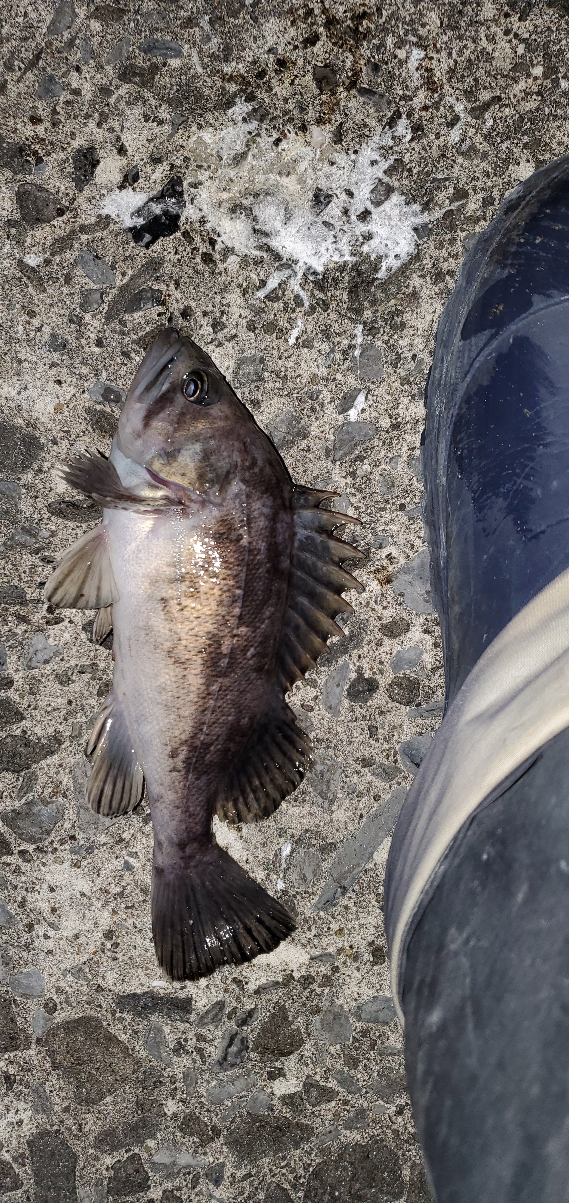 久しぶりのエサ ルアーで もはや気持ち悪い魚を２匹も 青森県のタイプゴールド